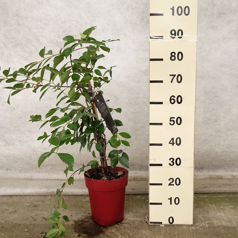 Esimerkki syksyllä toimitetusta Mansikkaguava - Psidium cattleianum 6 litran/7 litran ruukku-taimesta