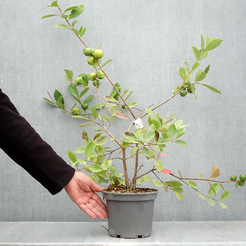 Esimerkki syksyllä toimitetusta Mansikkaguava lucidum - Psidium cattleianum 3 litran/4 litran ruukku-taimesta