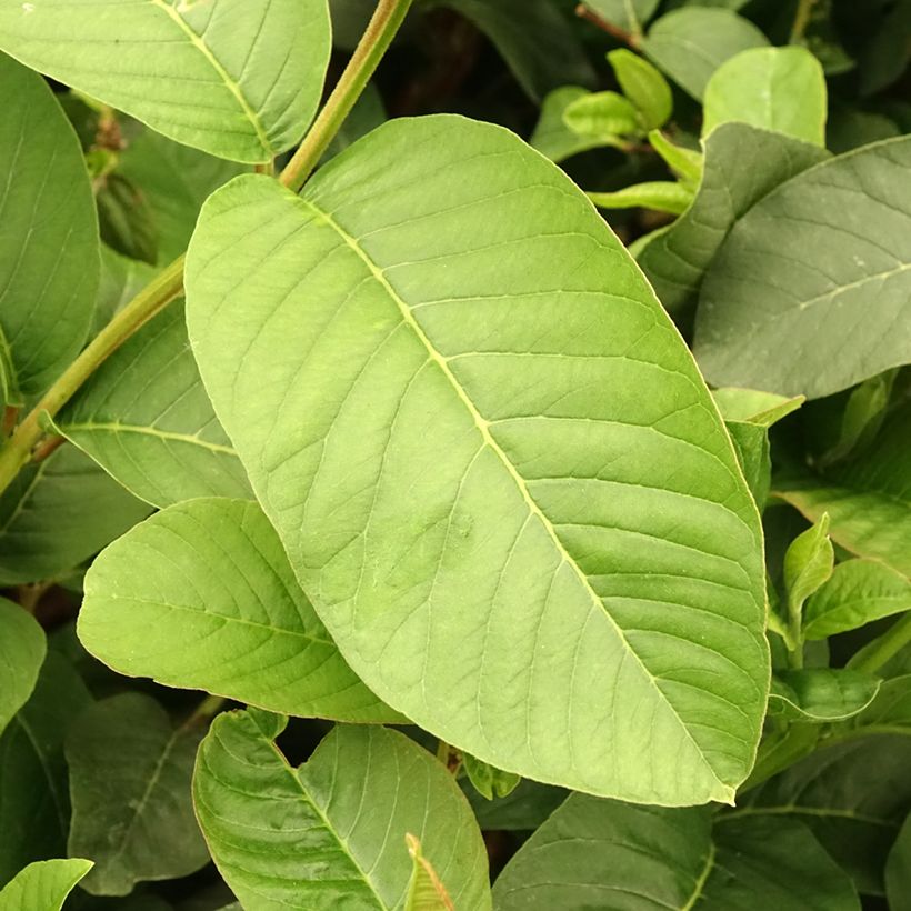 Guava Limon (Lehvistö)