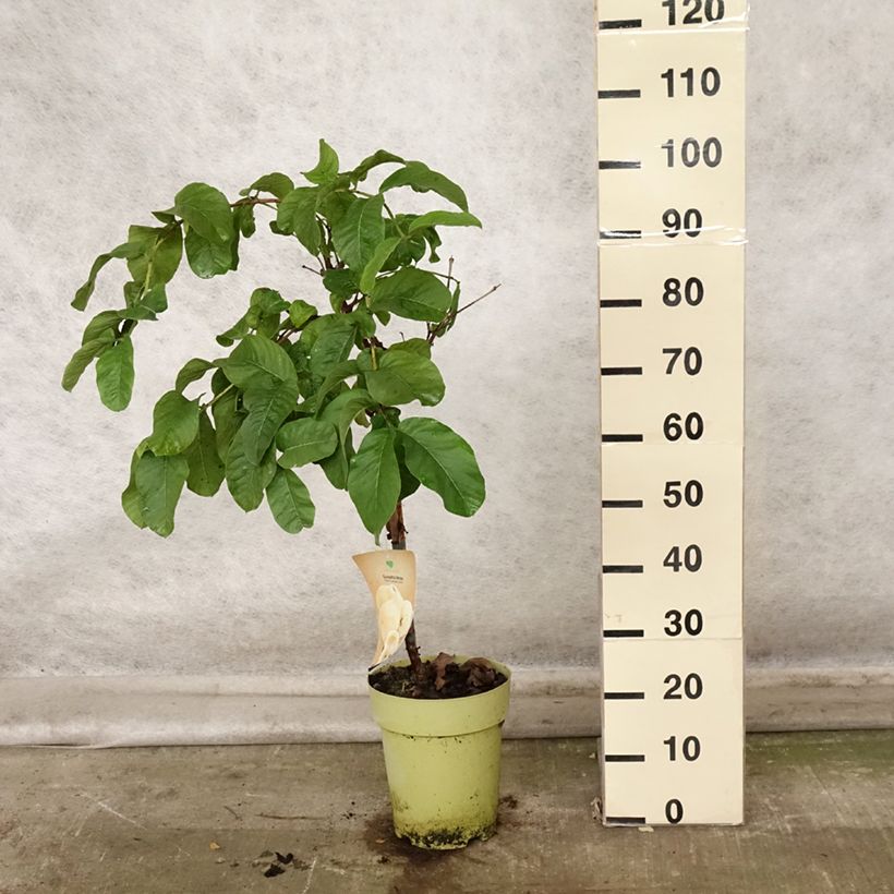 Esimerkki syksyllä toimitetusta Guava Limon 6 litran/7 litran ruukku-taimesta