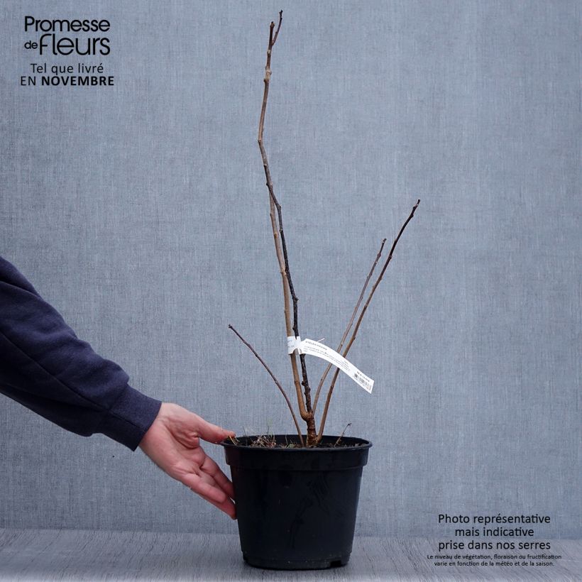 Esimerkki syksyllä toimitetusta Humalalaikkio - Ptelea trifoliata 3 litran/4 litran ruukku-taimesta