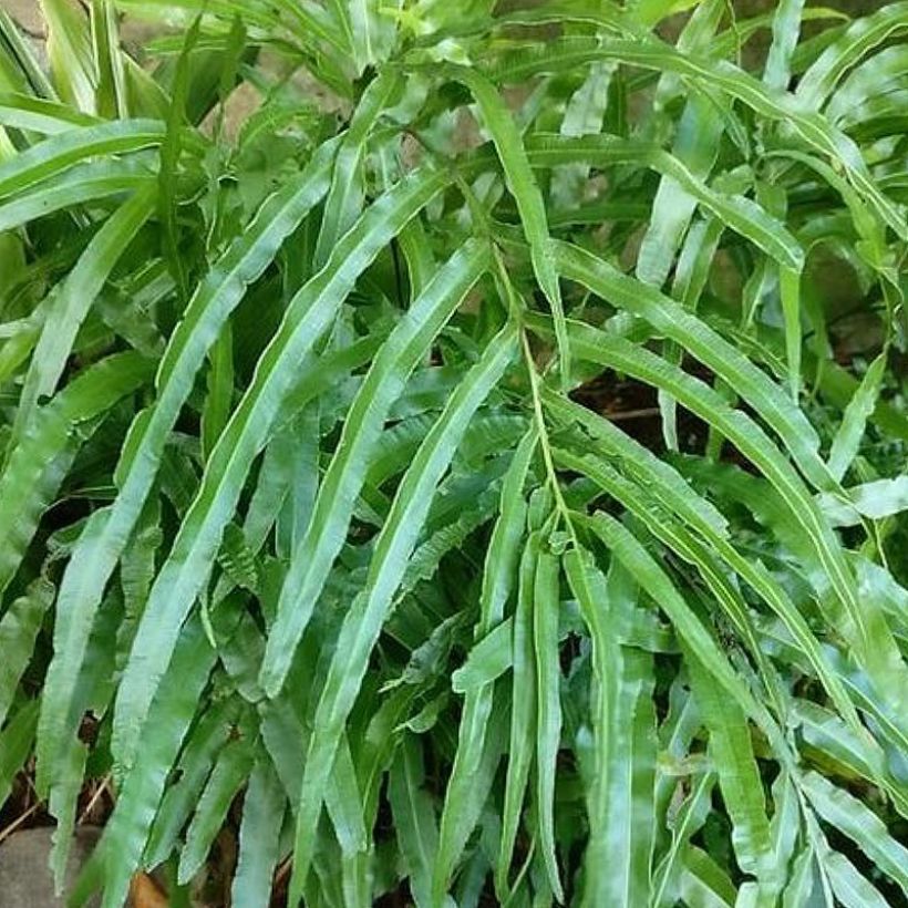 Pteris umbrosa (Lehvistö)