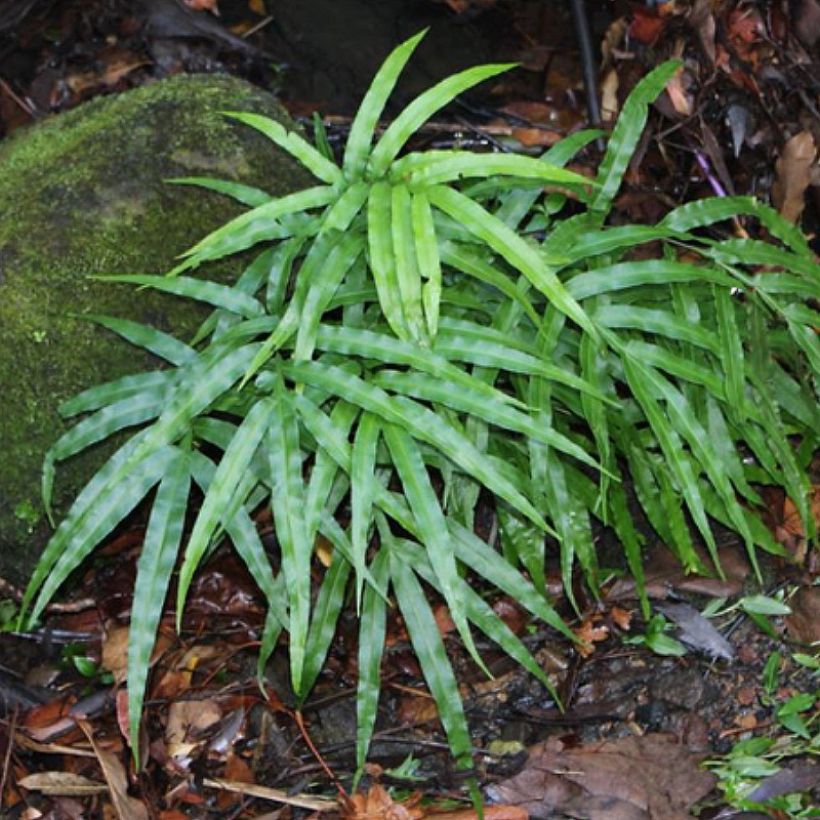 Pteris umbrosa (Kasvutapa)