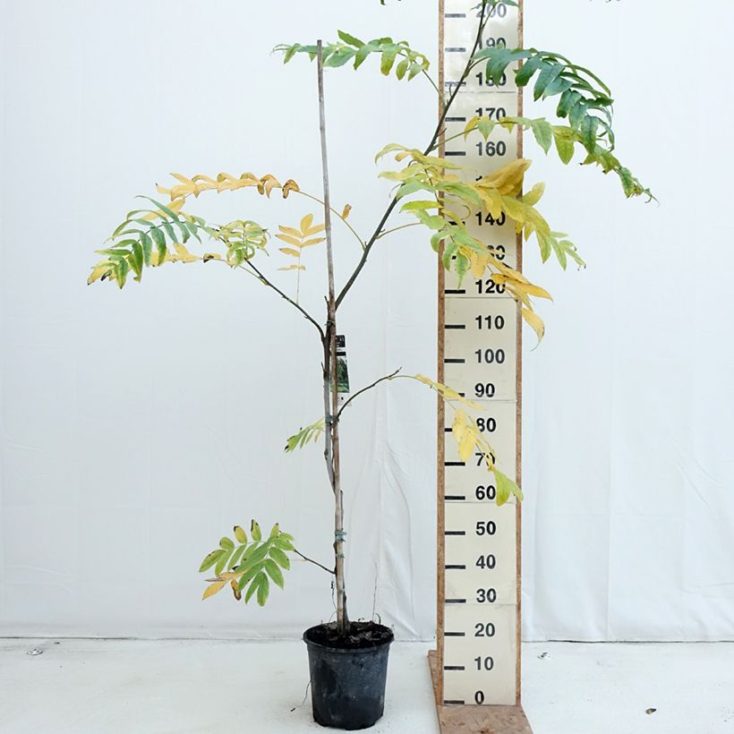 Esimerkki syksyllä toimitetusta Kaukasiansiipipähkinä - Pterocarya fraxinifolia 6 litran/7 litran ruukku-taimesta