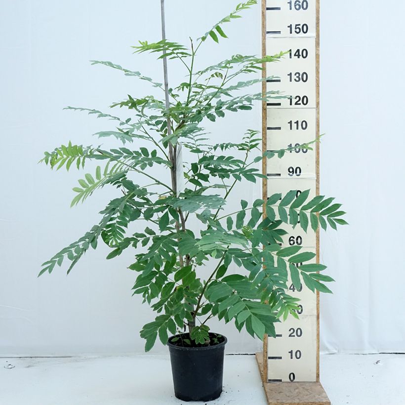 Esimerkki kesällä toimitetusta Kaukasiansiipipähkinä - Pterocarya fraxinifolia Pot de 6L/7L-taimesta