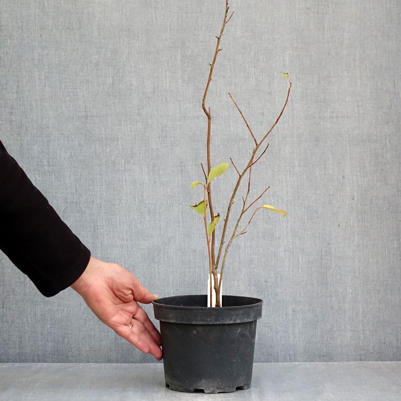 Esimerkki syksyllä toimitetusta Pterostyrax corymbosa 3 litran/4 litran ruukku-taimesta