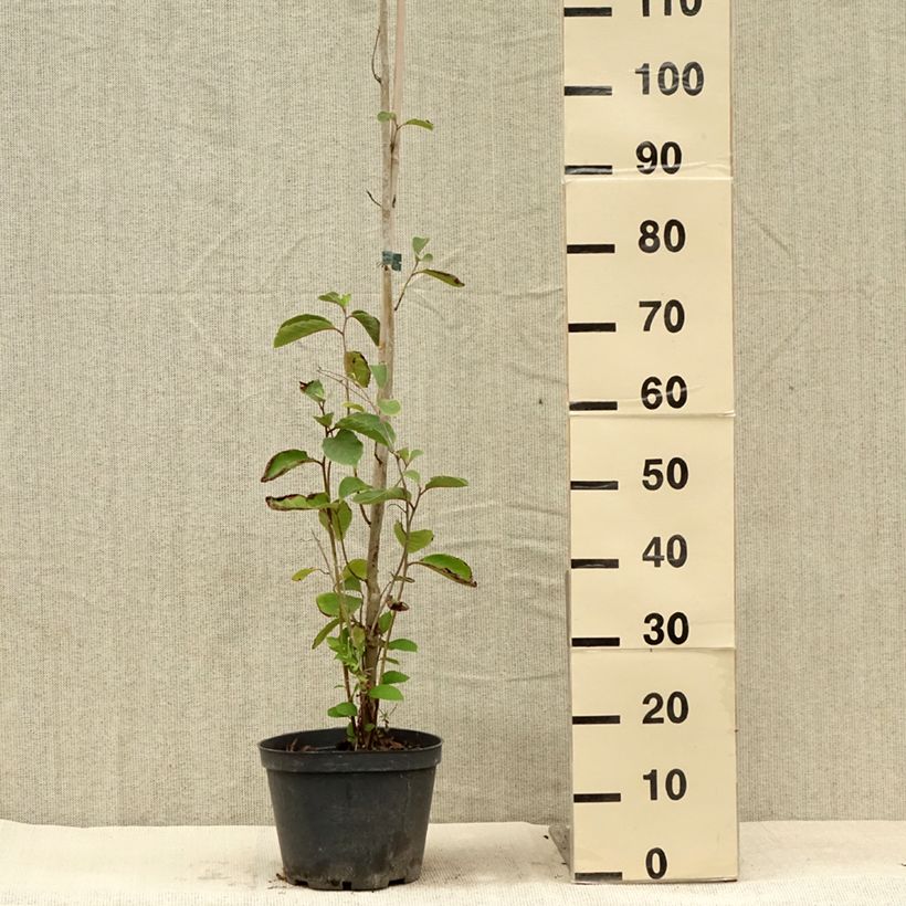 Esimerkki kesällä toimitetusta Pterostyrax corymbosa Ruukku 3L / 4L-taimesta