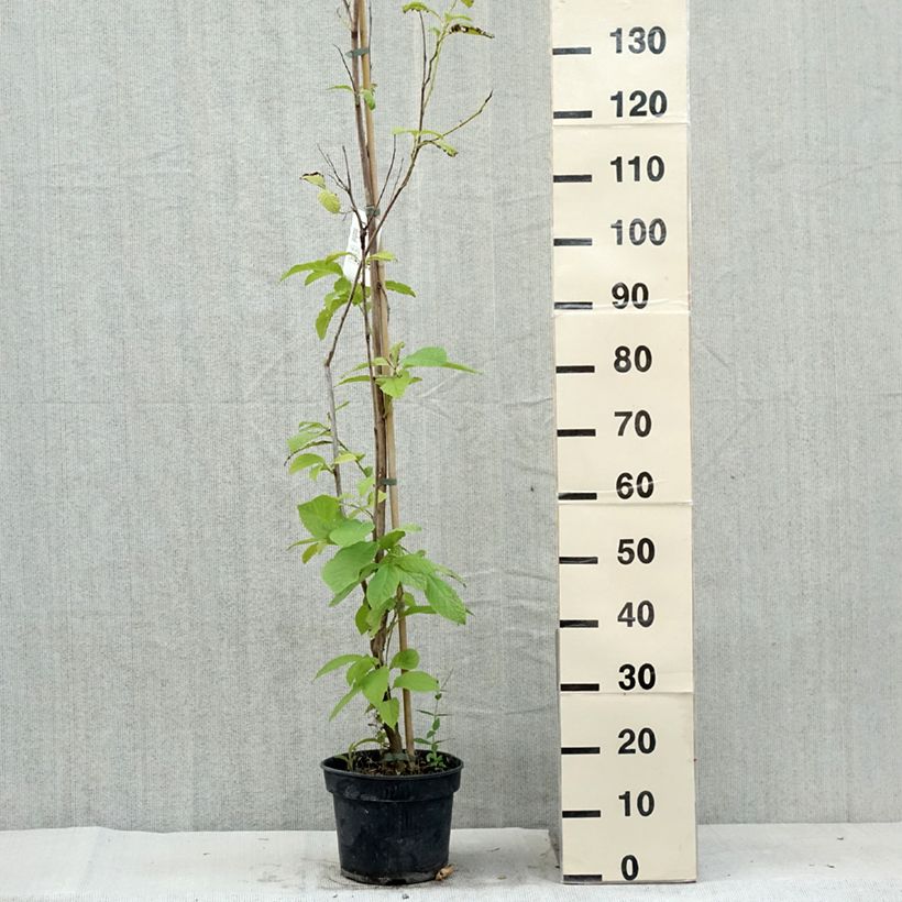 Esimerkki kesällä toimitetusta Pterostyrax hispida Ruukku 4L / 5L-taimesta