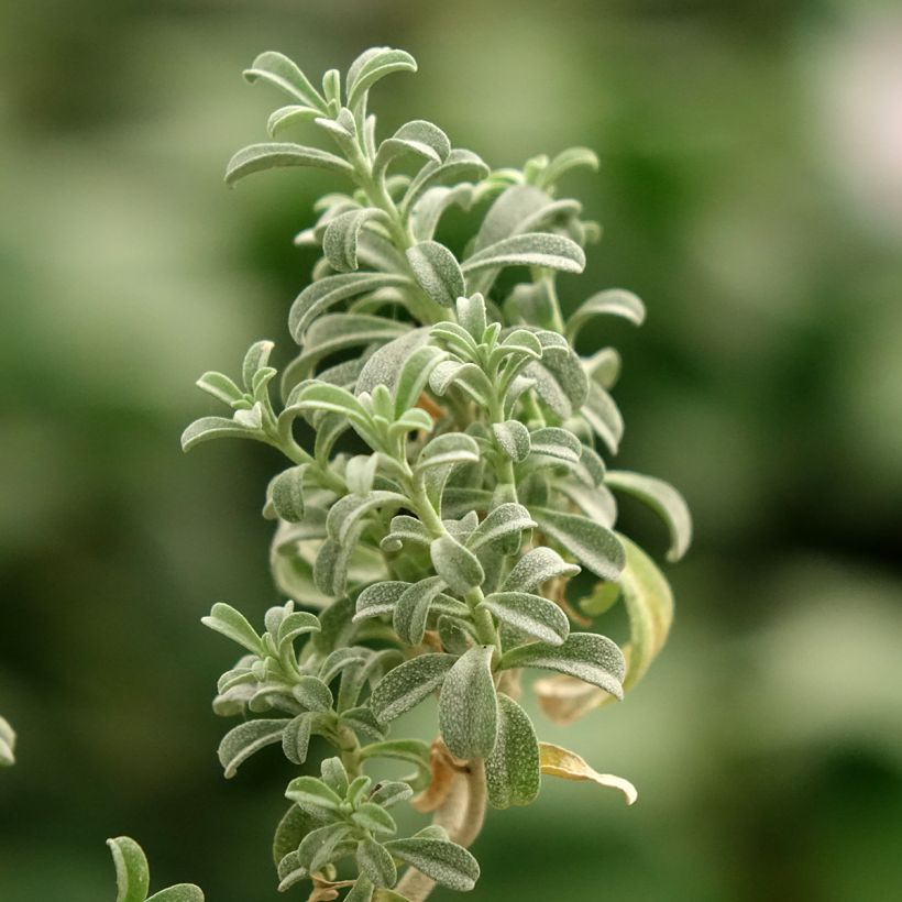 Ptilotrichum spinosum Rubrum (Lehvistö)
