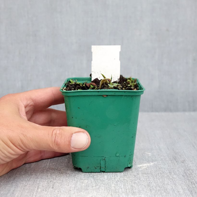 Esimerkki syksyllä toimitetusta Rohtoimikkä Blue Ensign 8/9 cm taimiruukku-taimesta