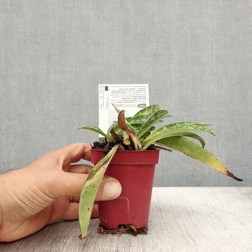 Esimerkki syksyllä toimitetusta Imikä - Pulmonaria longifolia subsp. cevennensis 8/9 cm taimiruukku-taimesta