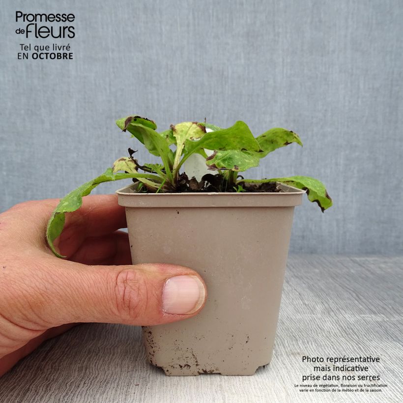 Esimerkki syksyllä toimitetusta Rohtoimikkä - Pulmonaria officinalis 8/9 cm taimiruukku-taimesta