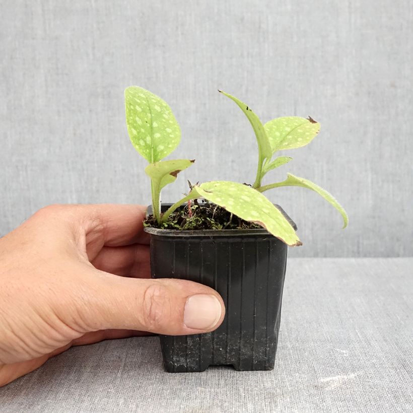 Esimerkki syksyllä toimitetusta Valkotäpläimikkä Dora Bielefeld 8/9 cm taimiruukku-taimesta