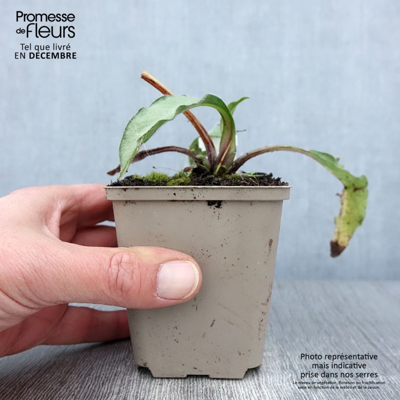 Esimerkki syksyllä toimitetusta Rohtoimikkä Samourai 8/9 cm taimiruukku-taimesta