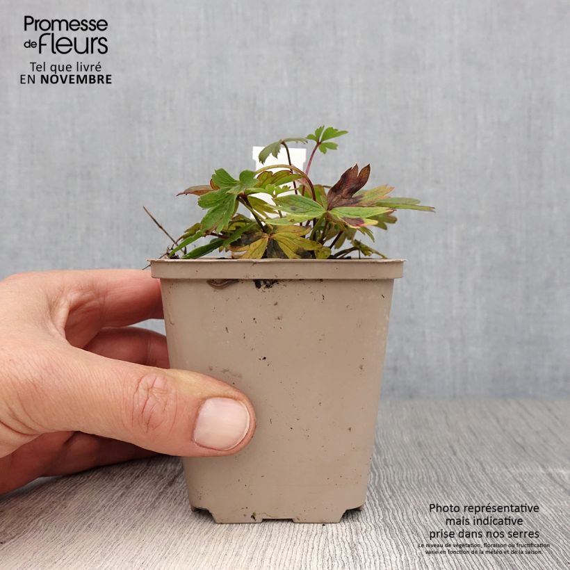 Esimerkki syksyllä toimitetusta Hämeenkylmänkukka - Pulsatilla patens 8/9 cm taimiruukku-taimesta