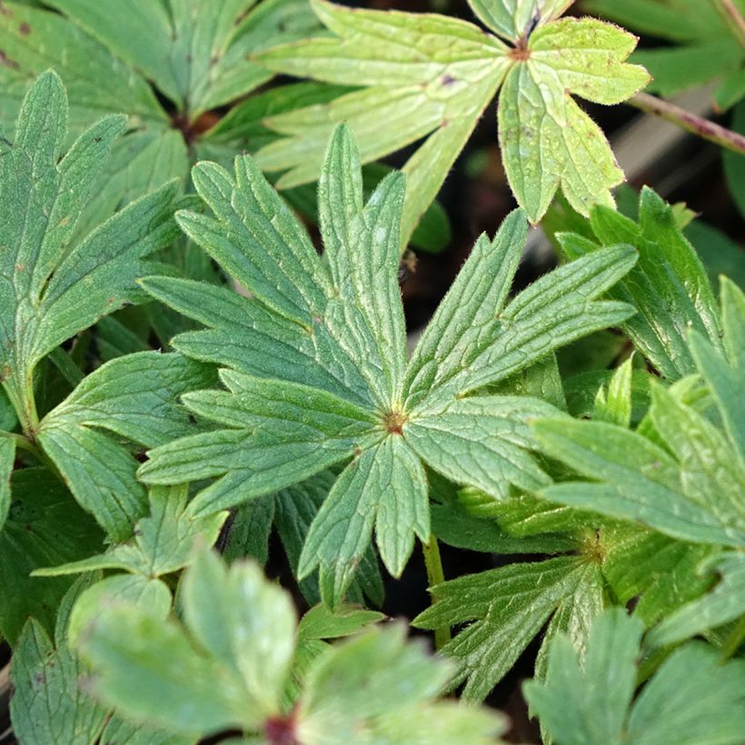 Hämeenkylmänkukka - Pulsatilla patens (Lehvistö)