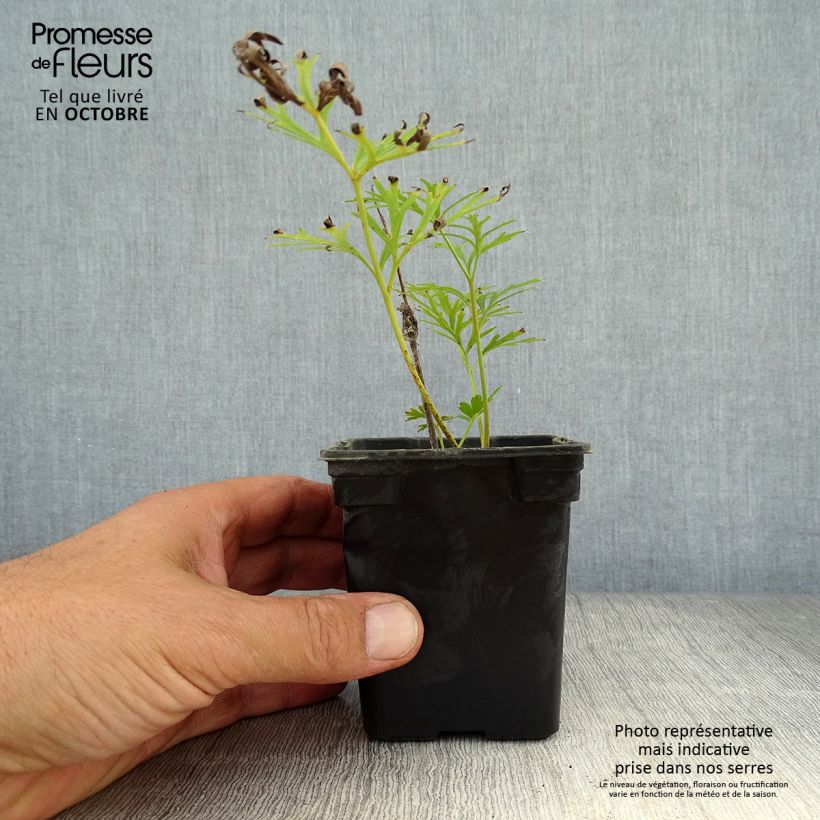 Esimerkki syksyllä toimitetusta Kylmänkukka Alba 7/8 cm taimiruukku-taimesta