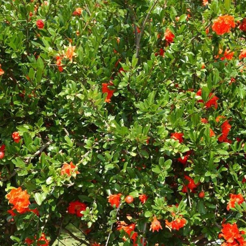 Granaattiomena Plena (Lehvistö)