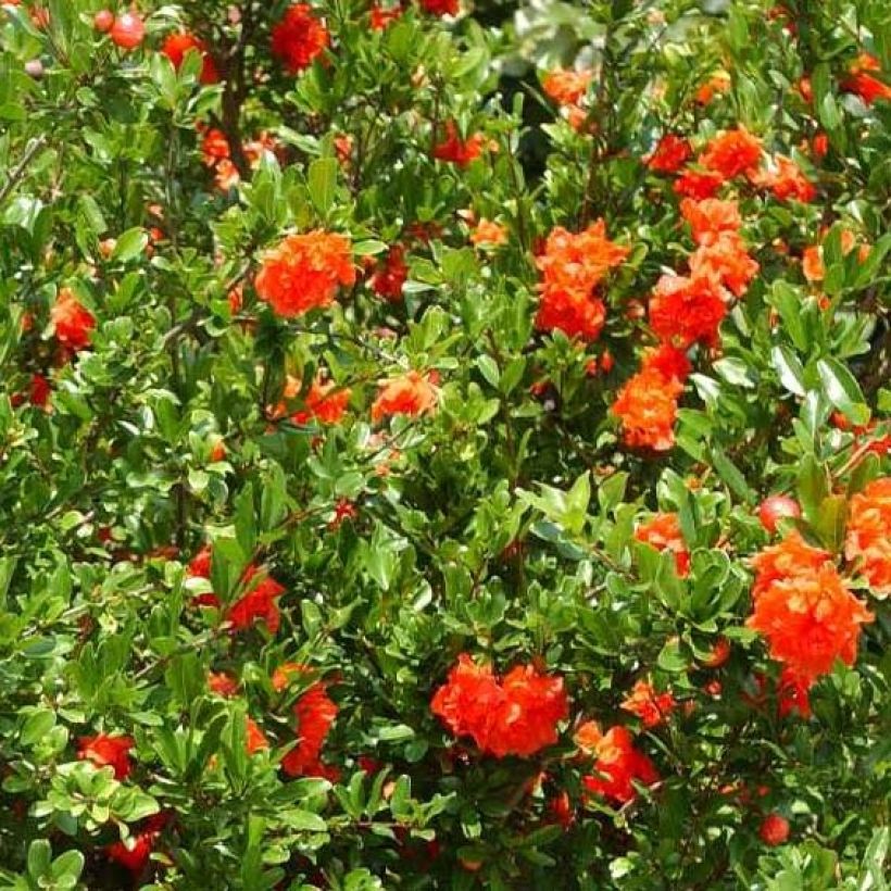 Granaattiomena Plena (Kukinta)