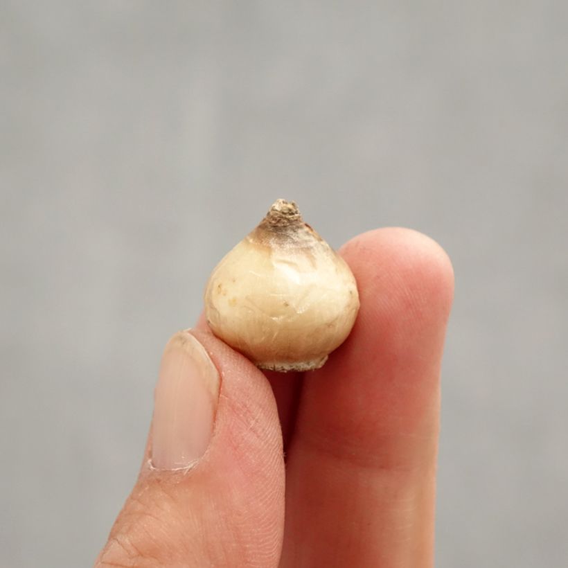 Esimerkki keväällä toimitetusta Posliinihyasintti Libanotica Bulbe size 6+-taimesta