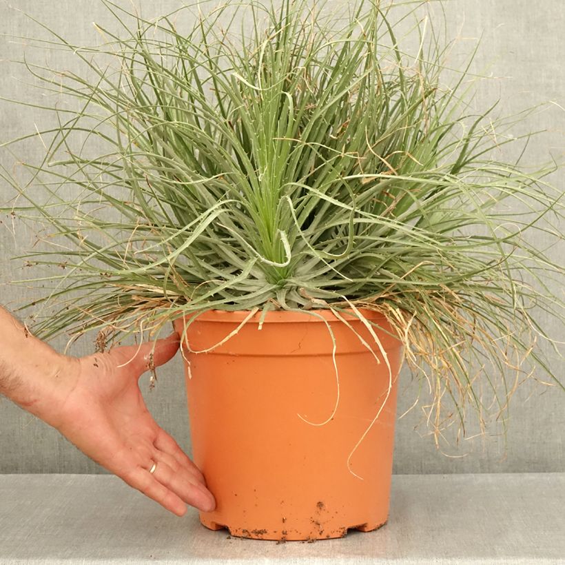 Esimerkki kesällä toimitetusta Puya coerulea Violacea 7,5 litran / 10 litran ruukku-taimesta