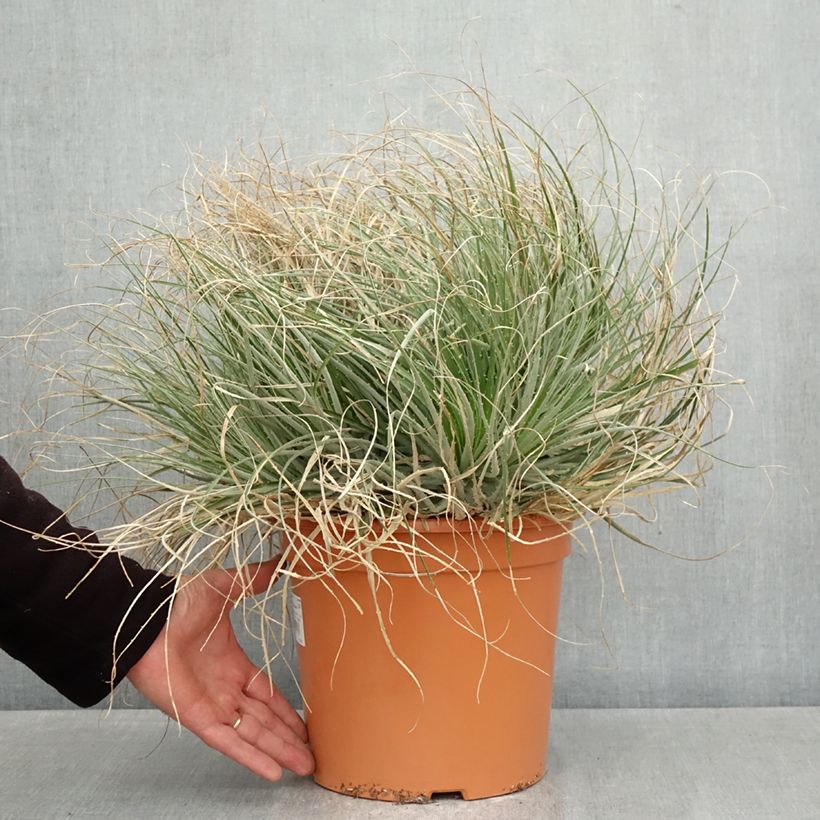 Esimerkki keväällä toimitetusta Puya coerulea Violacea 7,5 litran / 10 litran ruukku-taimesta