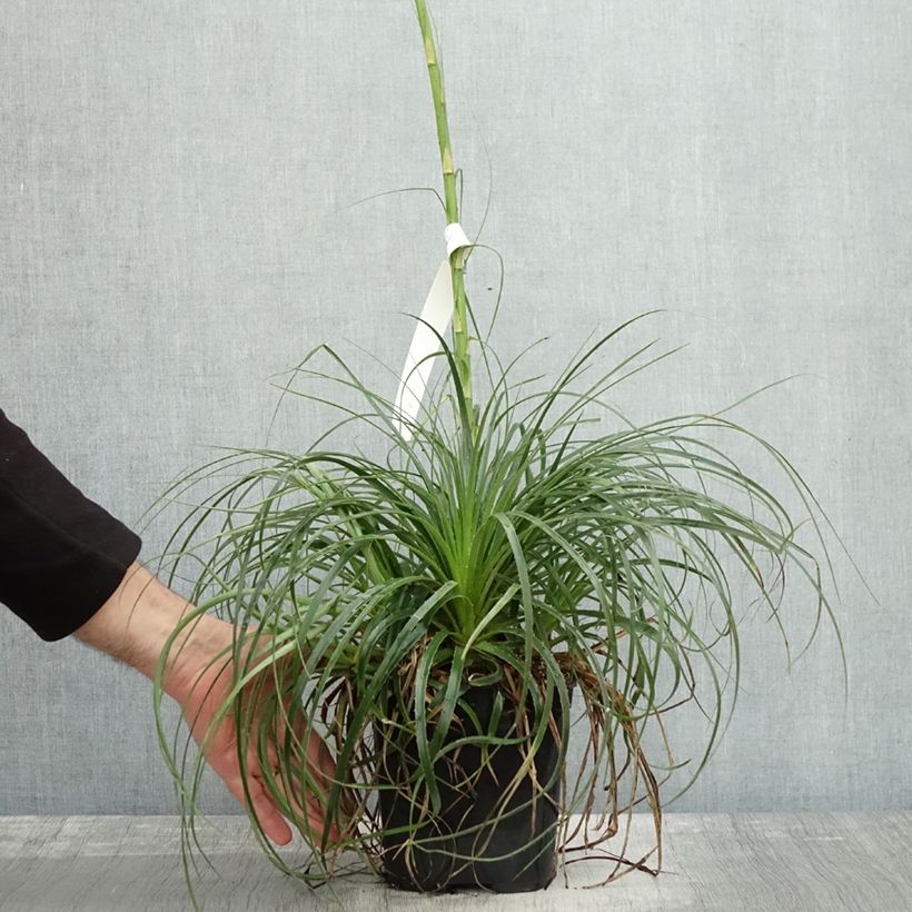 Esimerkki syksyllä toimitetusta Puya mirabilis - Chagual  Pot de 2L/3L-taimesta