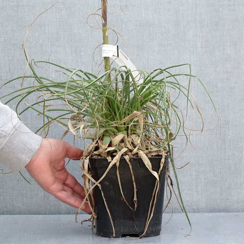 Esimerkki keväällä toimitetusta Puya mirabilis Pot de 2L/3L-taimesta