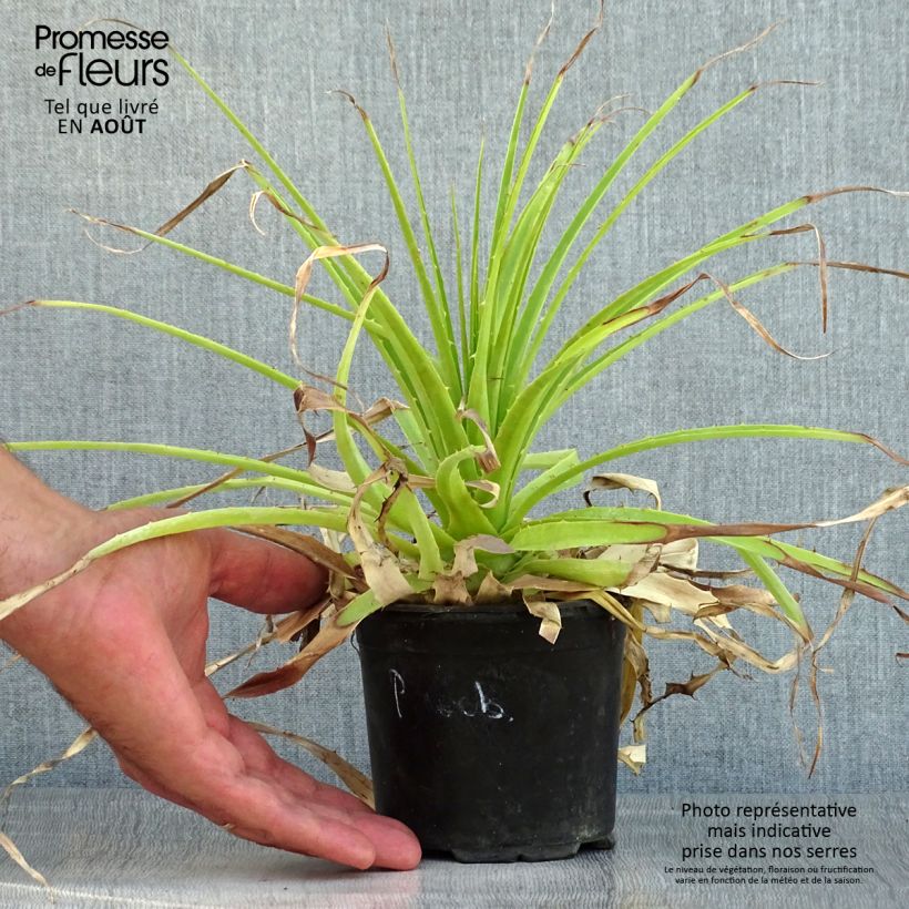 Esimerkki kesällä toimitetusta Puya weberbaueri Pot de 3L/4L-taimesta