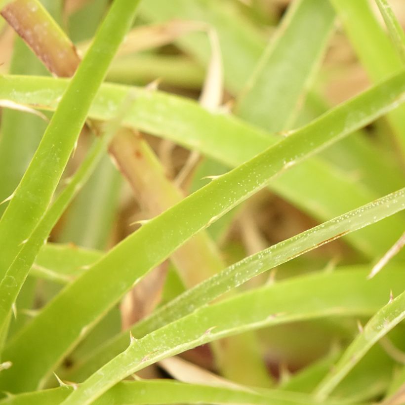 Puya weberbaueri (Lehvistö)
