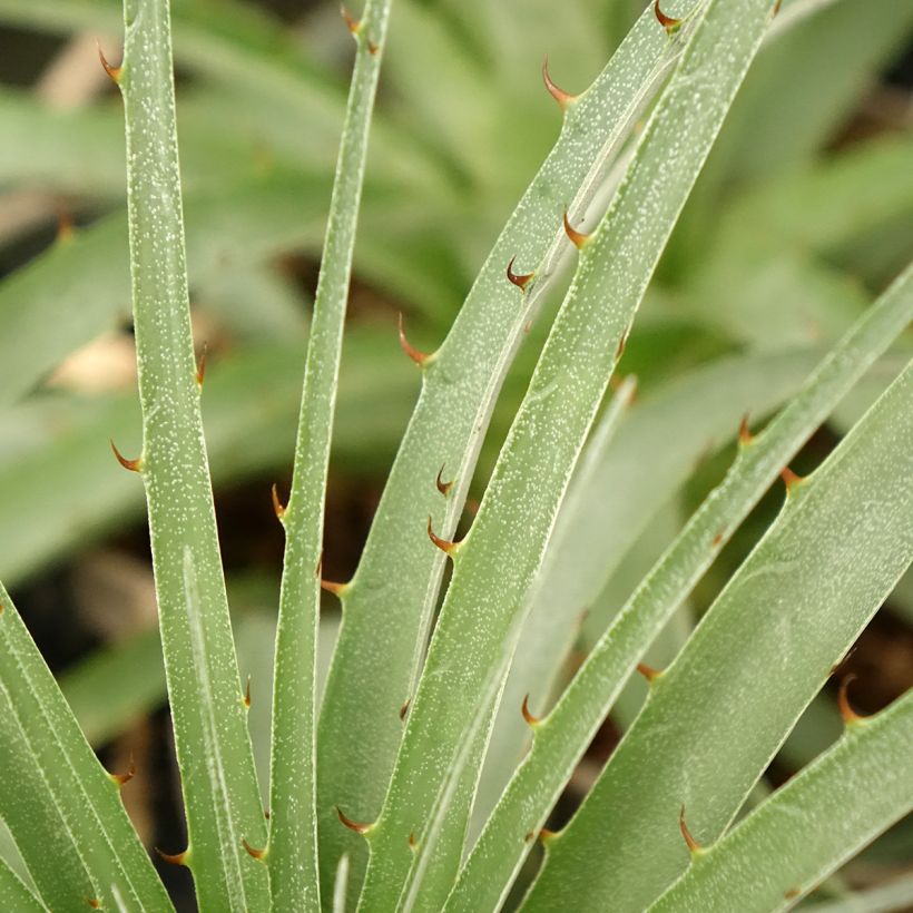 Puya weberiana (Lehvistö)