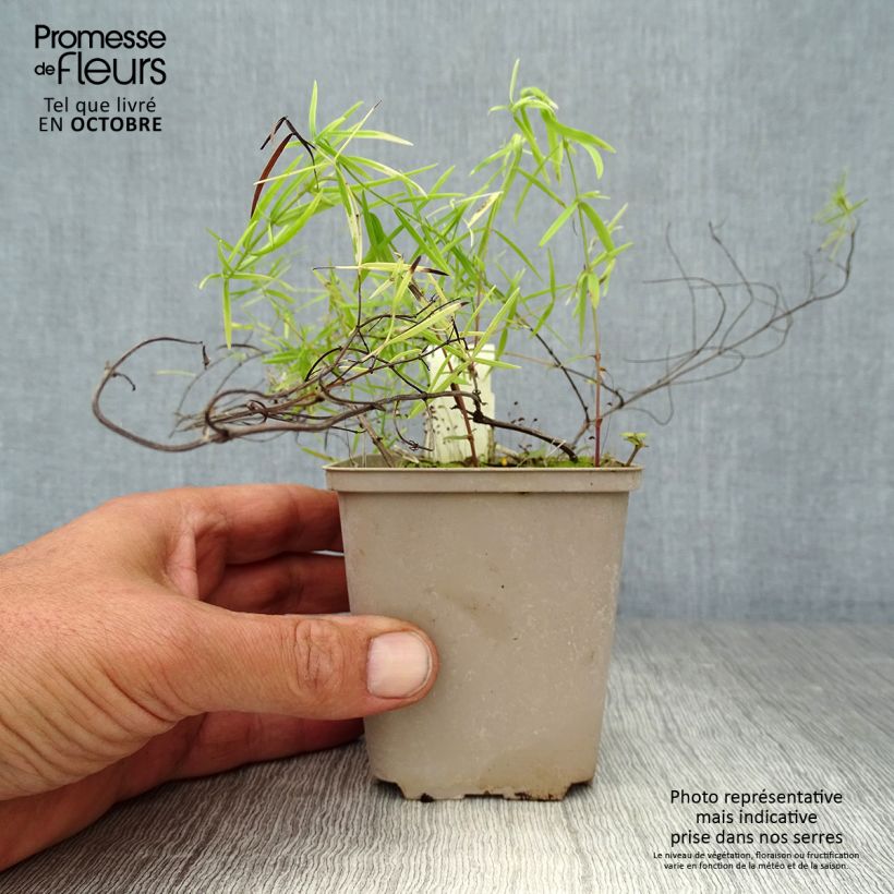 Esimerkki syksyllä toimitetusta Pycnanthemum flexuosum 8/9 cm taimiruukku-taimesta