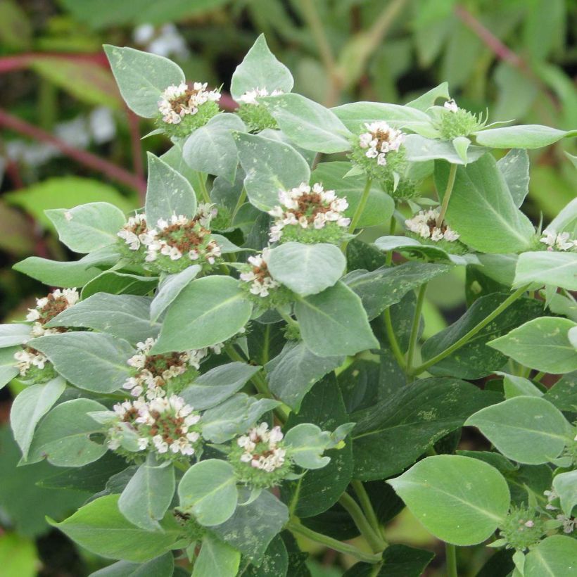 Pycnanthemum muticum (Lehvistö)