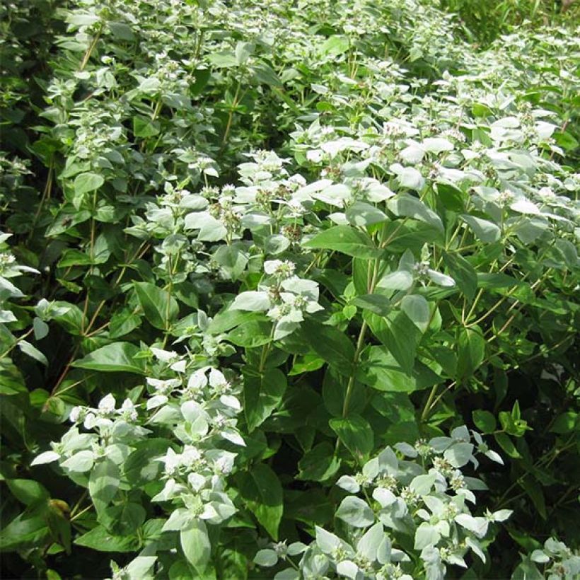 Pycnanthemum muticum (Kasvutapa)