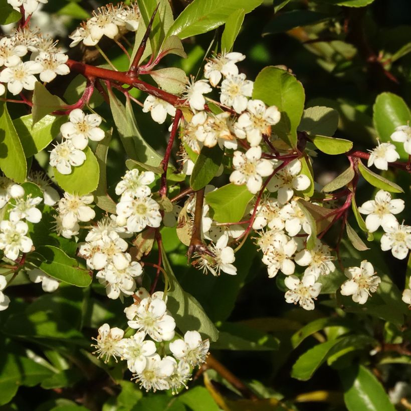 Välimerentulimarja Orange Star (Kukinta)