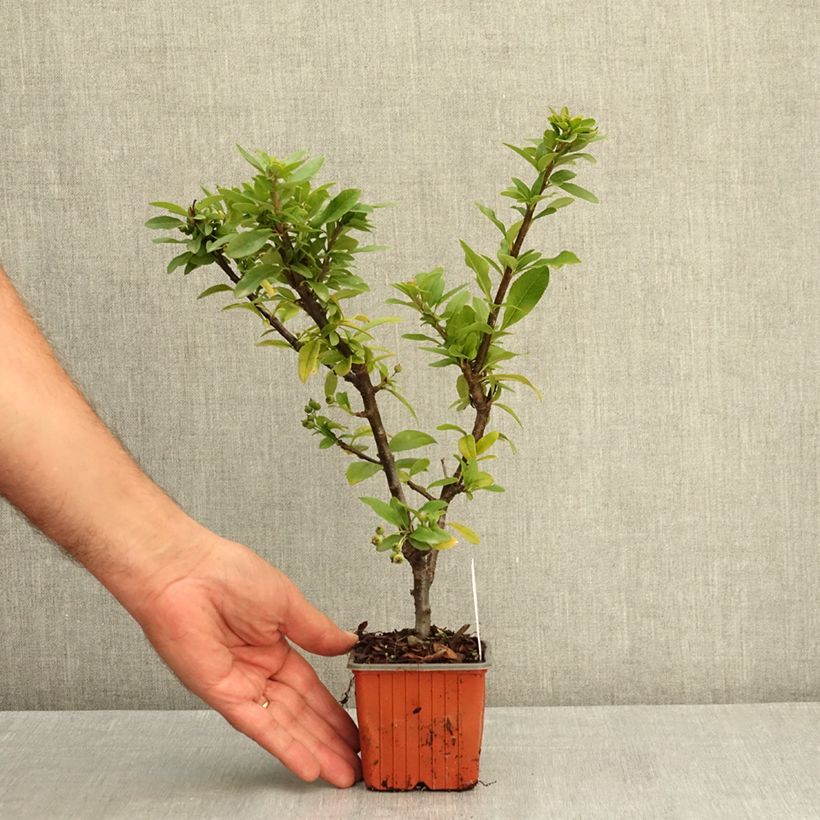 Esimerkki kesällä toimitetusta Välimerentulimarja Orange Star 8/9 cm taimiruukku-taimesta