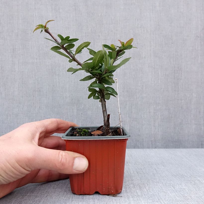 Esimerkki talvella toimitetusta Pyracantha coccinea Orange Star - Buisson ardent Godet de 8/9 cm-taimesta