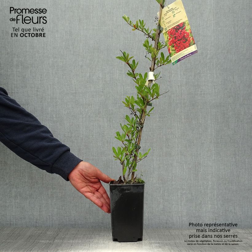 Esimerkki syksyllä toimitetusta Pyracantha coccinea Red Star - Buisson ardent Pot de 2L/3L-taimesta