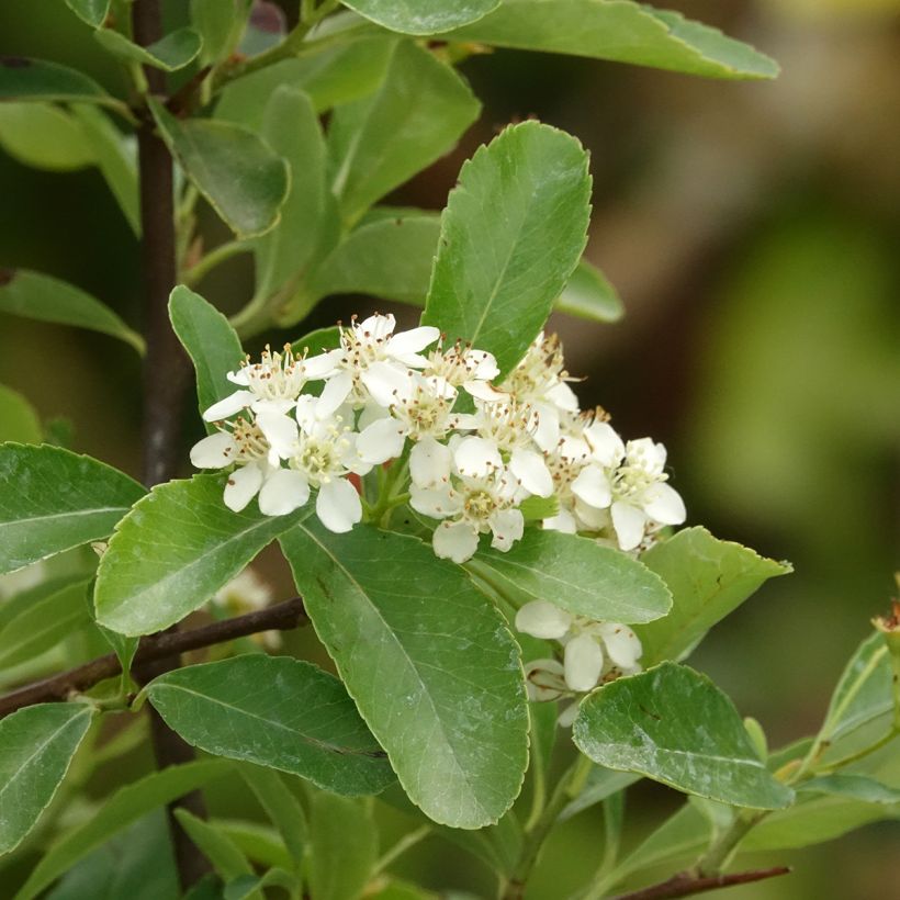 Välimerentulimarja Saphyr Jaune (Kukinta)