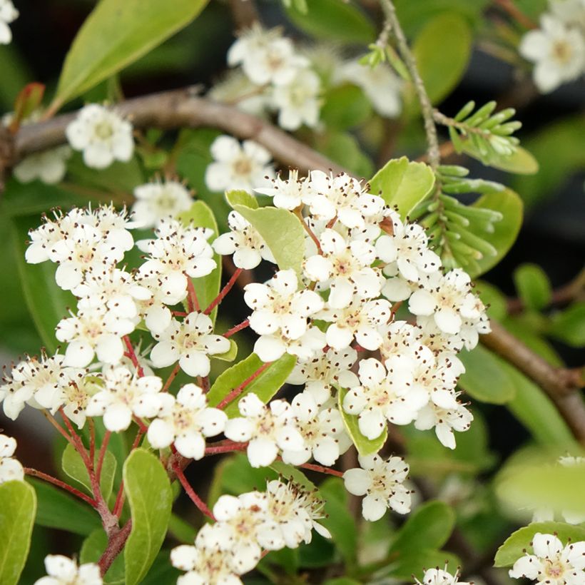 Välimerentulimarja Sunny Star (Kukinta)