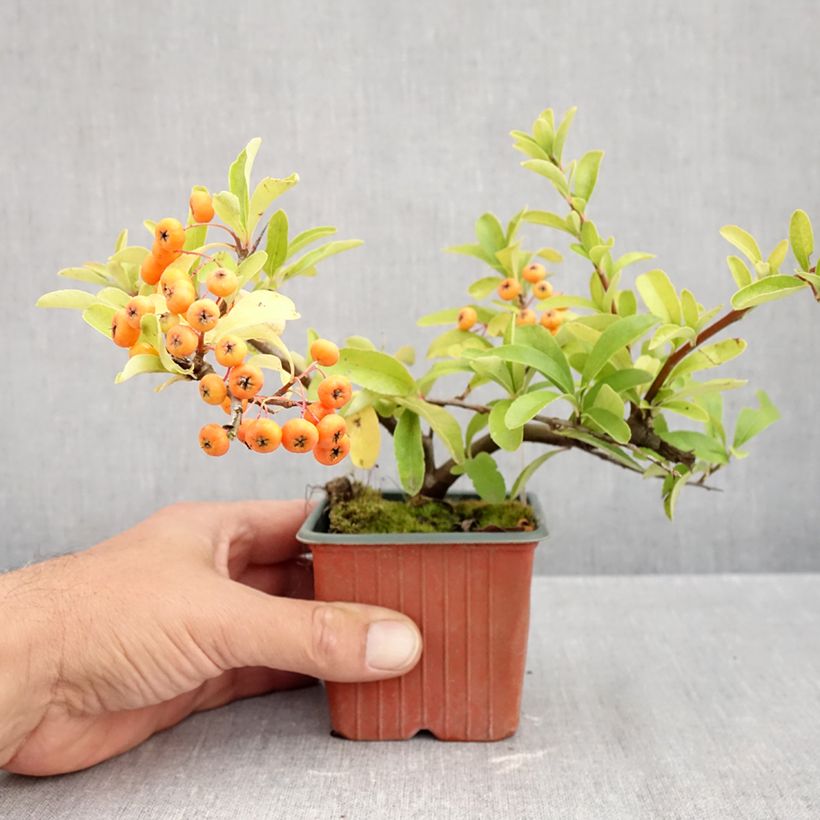 Esimerkki syksyllä toimitetusta Välimerentulimarja Sunny Star 8/9 cm taimiruukku-taimesta