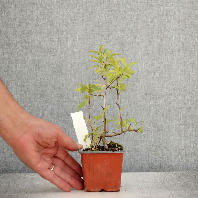 Esimerkki kesällä toimitetusta Välimerentulimarja Sunny Star 8/9 cm taimiruukku-taimesta