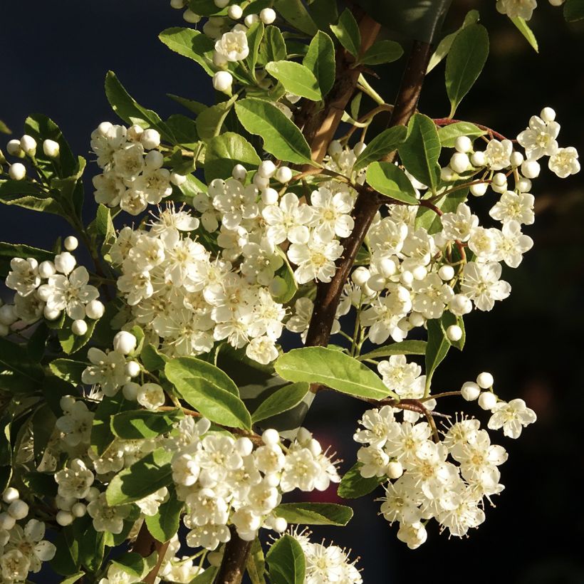 Välimerentulimarja Golden Charmer (Kukinta)