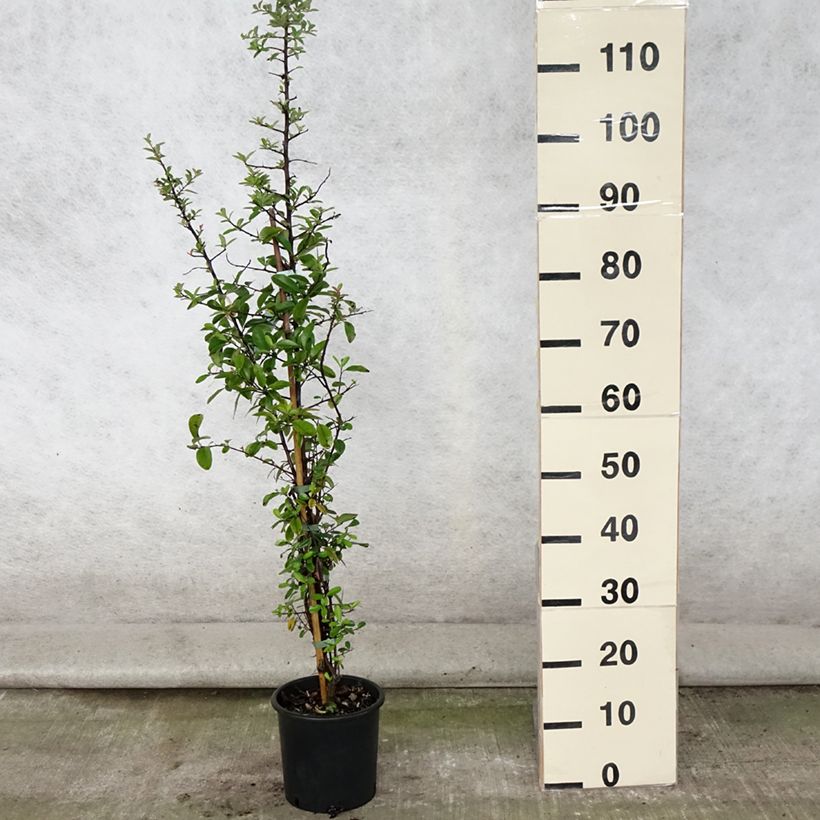 Esimerkki kesällä toimitetusta Välimerentulimarja Mohave Ruukku 2L / 3L-taimesta