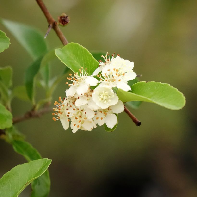 Välimerentulimarja SAPHYR Orange Cadange (Lehvistö)