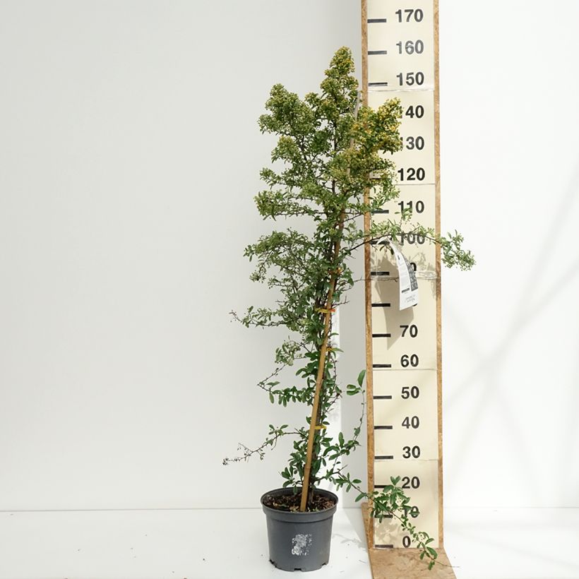 Esimerkki kesällä toimitetusta Välimerentulimarja SAPHYR Orange Cadange Ruukku 6L / 7L-taimesta