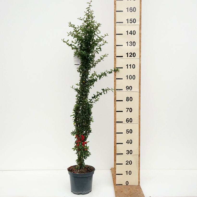 Esimerkki syksyllä toimitetusta Välimerentulimarja SAPHYR Rouge Cadou 7,5 litran / 10 litran ruukku-taimesta