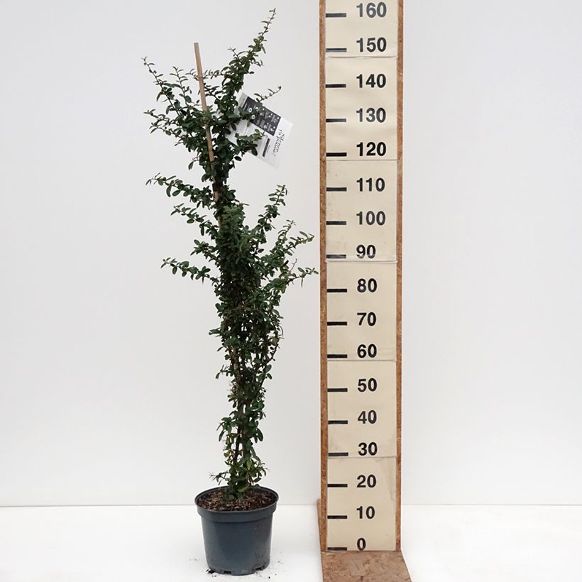 Esimerkki talvella toimitetusta Välimerentulimarja SAPHYR Rouge Cadou Ruukku 7,5L / 10L-taimesta