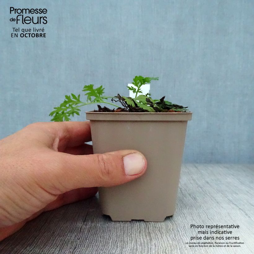 Esimerkki syksyllä toimitetusta Punapietaryrtti Robinson Rose 8/9 cm taimiruukku-taimesta