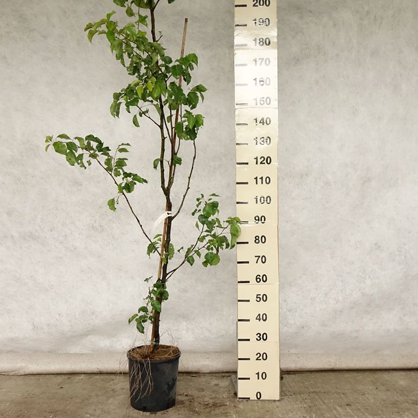 Esimerkki kesällä toimitetusta Koristepäärynä Chanticleer Pot de 12L/15L-taimesta